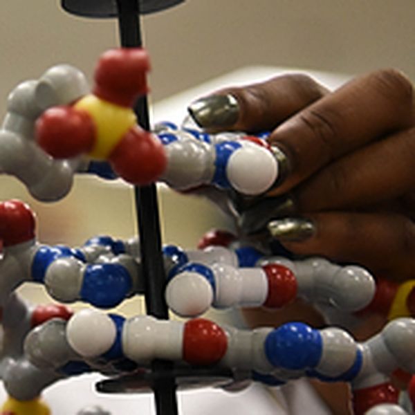 A biomedical student’s hand on an educational model of DNA 
